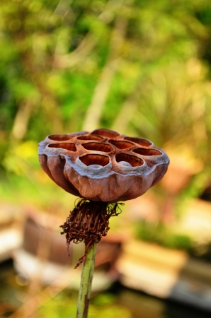 dry lotus,lotus flowerの写真素材