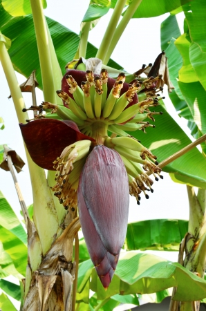 Banana Blossomの写真素材