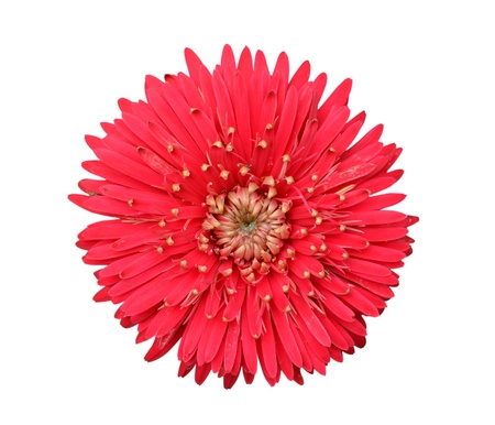  Red Gerbera Flower Isolated on White Backgroundの写真素材