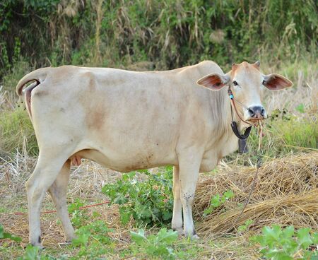 Cow on  pastureの写真素材