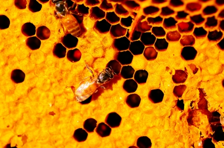 Close up view of the working bees on honeycellsの写真素材