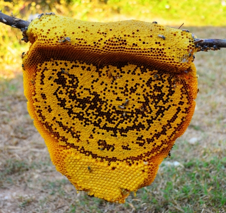 honeycombの写真素材