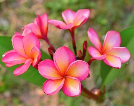 Frangipani flowers の写真素材