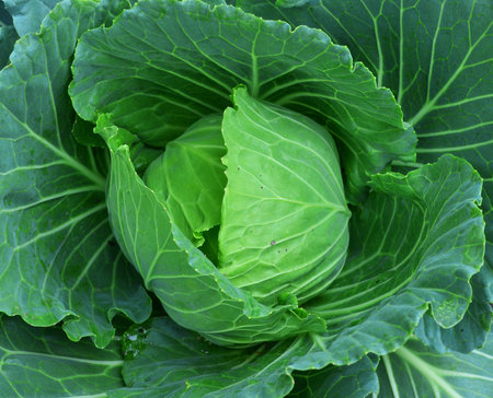 Cabbage in the garden