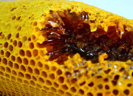 Honeyの写真素材