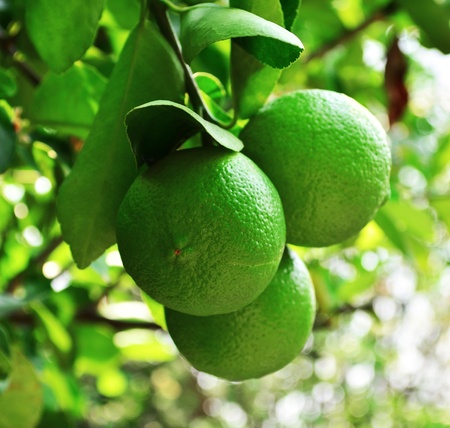lemonの写真素材