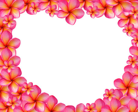 Frangipani flower isolated on whiteの写真素材