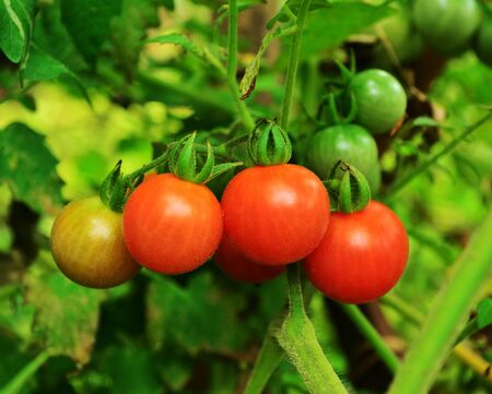 tomatoの写真素材