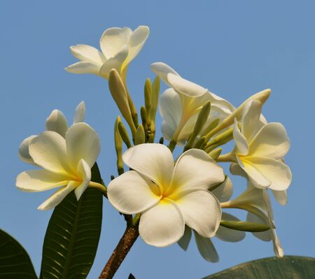 White frangipani flowersの写真素材