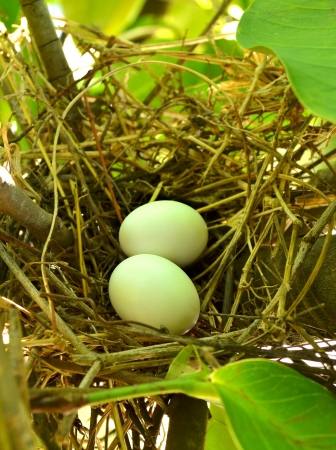  Eggs in Bird Nestの写真素材