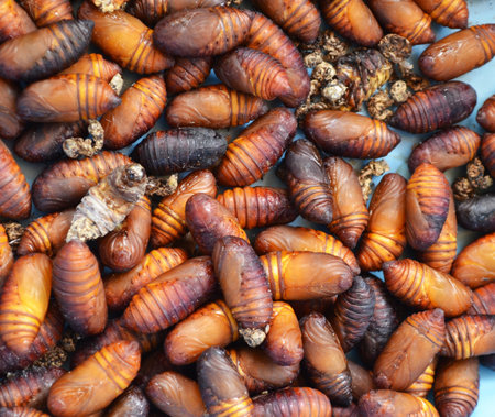 chrysalis silkworm