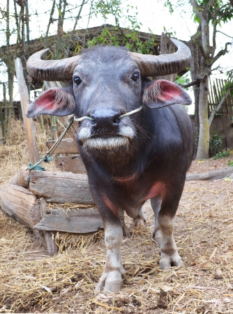 buffaloの写真素材