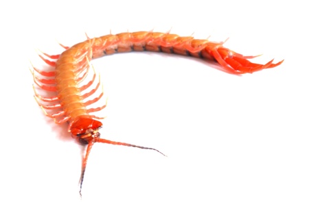 Centipedeの写真素材