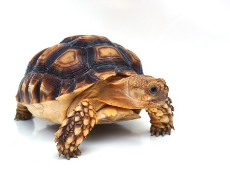 tortoise isolated on white.の写真素材