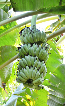Banana tree with a bunch of bananasの写真素材