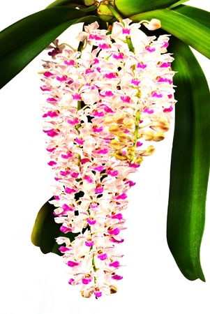 orchid on white backgroundの写真素材