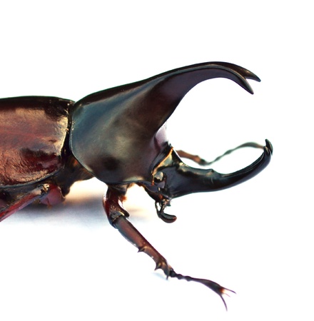 rhinoceros beetleの写真素材