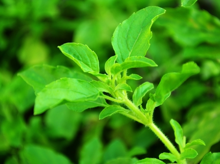 Red holy basil or  Basilの写真素材