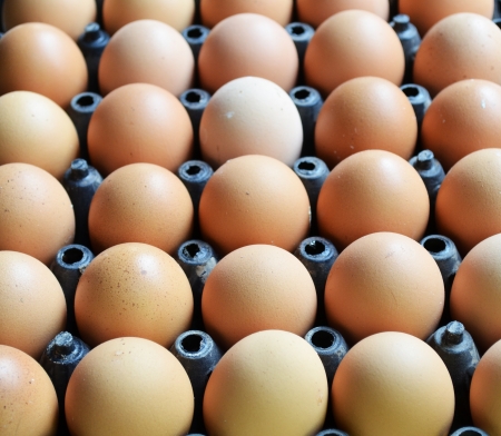  Egg in Black Plastic Trayの写真素材