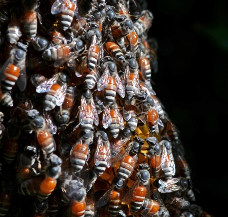 A swarm of honey bees clinging to a treeの写真素材