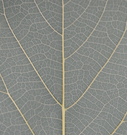 Pattern of leaves for the background の写真素材