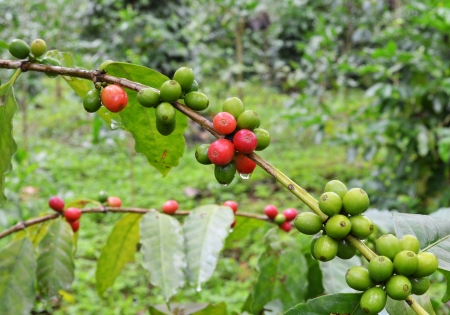 Coffee tree with ripe - Coffee beans on treesの写真素材