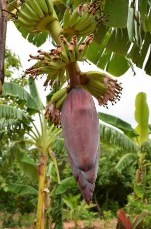 Banana Blossomの写真素材