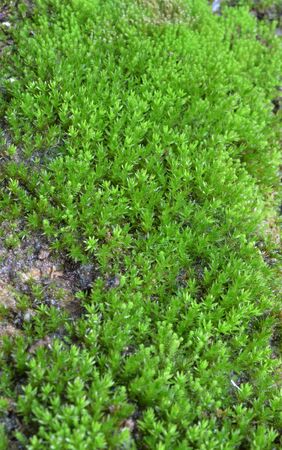 Fresh fern backgroundの写真素材