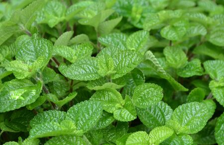 peppermintの写真素材