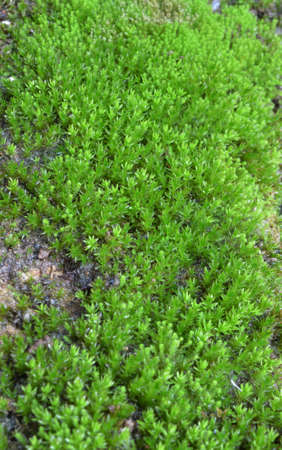 Fresh fern backgroundの写真素材