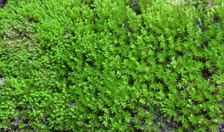 Fresh fern backgroundの写真素材