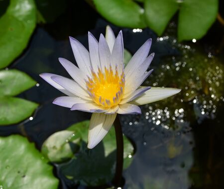 lotus bloomingの写真素材