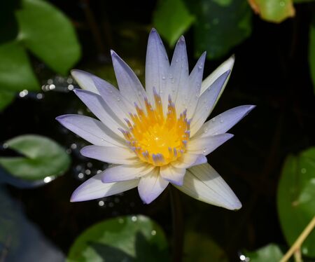 lotus bloomingの写真素材