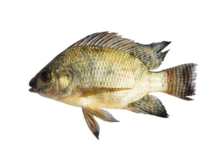 Tilapia isolated on white backgroundの写真素材