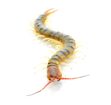 Centipede