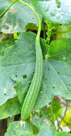Young zucchini in the plant