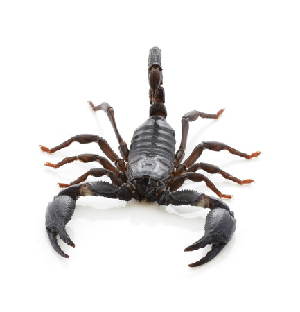 Scorpion of a white background.の写真素材