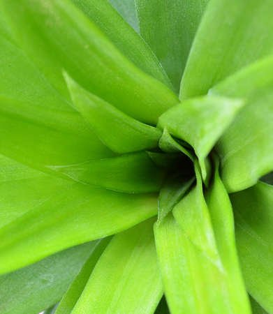 top view of pineapple tree leavesの写真素材