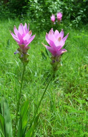 Pink Siam Tulipsの写真素材