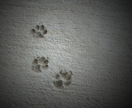 The dog clawsの写真素材