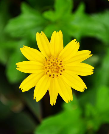 Yellow flowerの写真素材