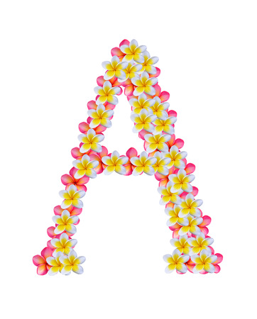 Frangipani flower isolated on whiteの写真素材