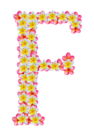 Frangipani flower isolated on whiteの写真素材