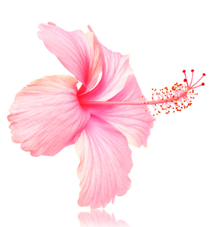 Flowers on a white background の写真素材