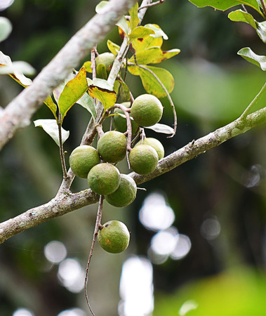 macadamia nuts hanging on treeの写真素材