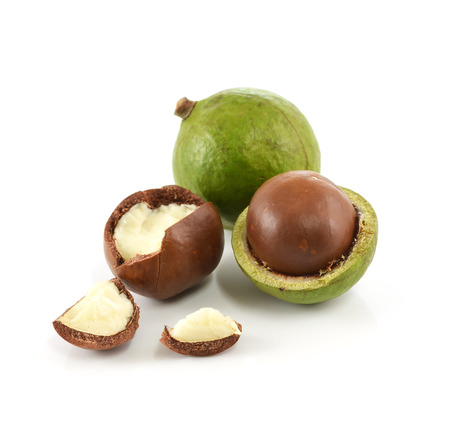 macadamia nuts on white backgroundの写真素材