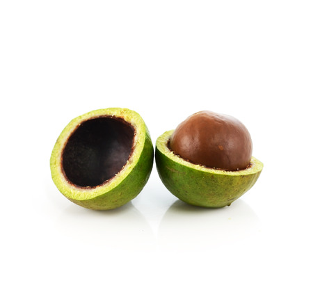 macadamia nuts on white backgroundの写真素材