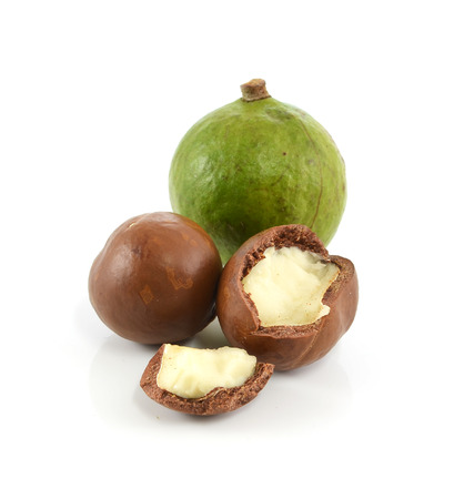 macadamia nuts on white backgroundの写真素材