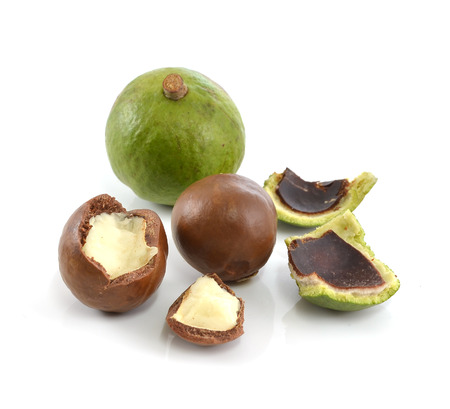 macadamia nuts on white background;の写真素材