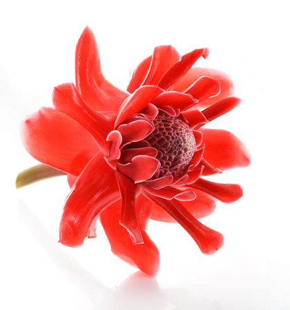 Red flower of etlingera elatiorの写真素材